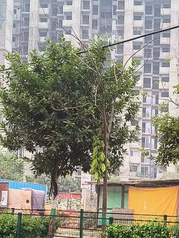 Gurgaon AQI at 315: HSPCB Mandates Smog Guns for 180+ Societies