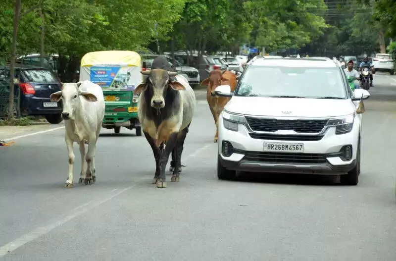 Gurgaon MCG Launches Crackdown on Stray Cattle, Warns Dairy Owners of FIR & Fines