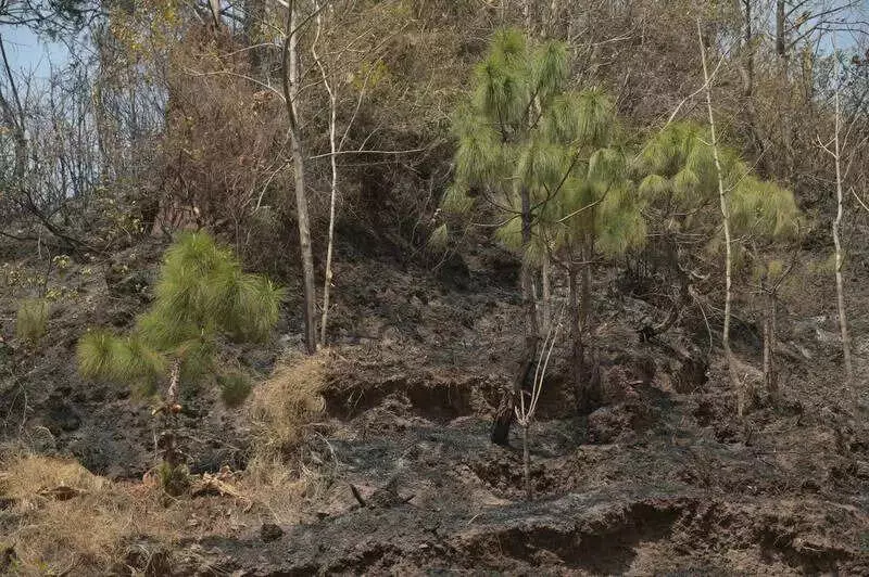 Haryana Minister Directs Linking Plantation Tenders to Portal for Transparency