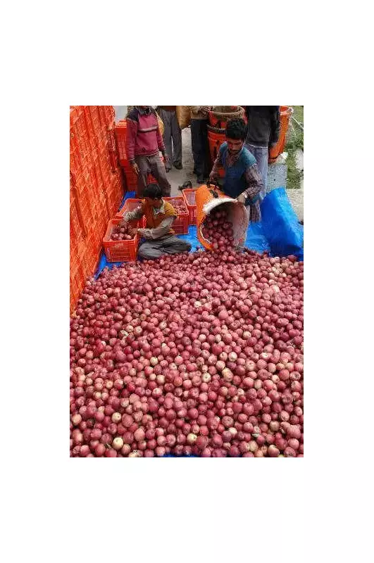 Himachal Minister Slams Centre's 50% Apple Duty Cut as 'Betrayal' of Growers