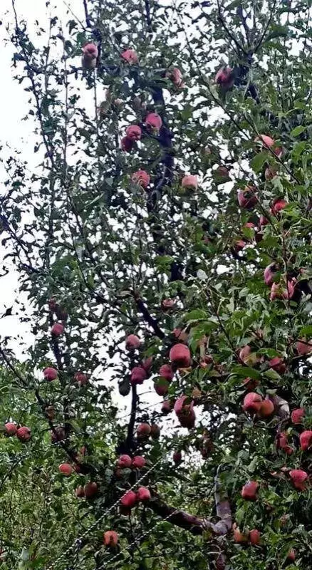 Himachal MLA Demands Apple Import Duty Rollback, Cites Rs 5,000 Cr Threat