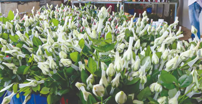 Hosur Farmers to Send 2 Lakh White Roses Daily to Kerala for Christmas