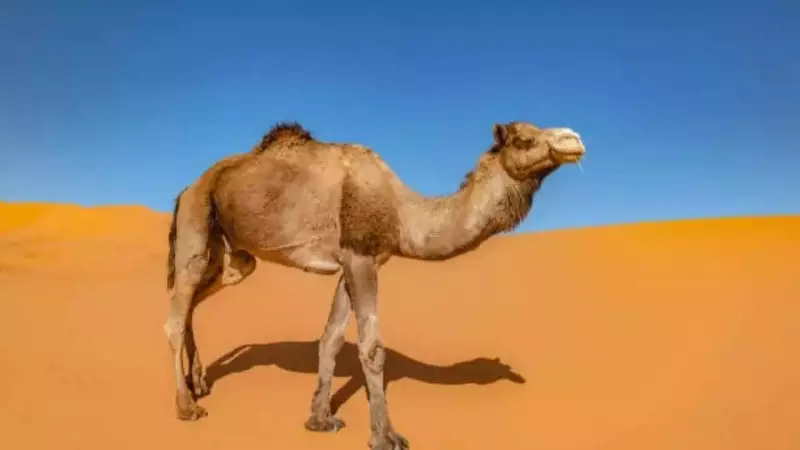 How Camels Survive Weeks Without Water: 5 Incredible Desert Adaptations