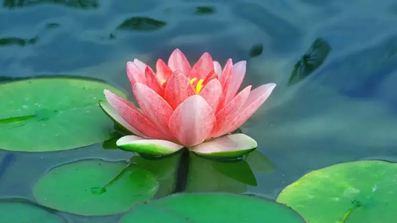 How Indian Kitchens Traditionally Used Flowers in Everyday Cooking