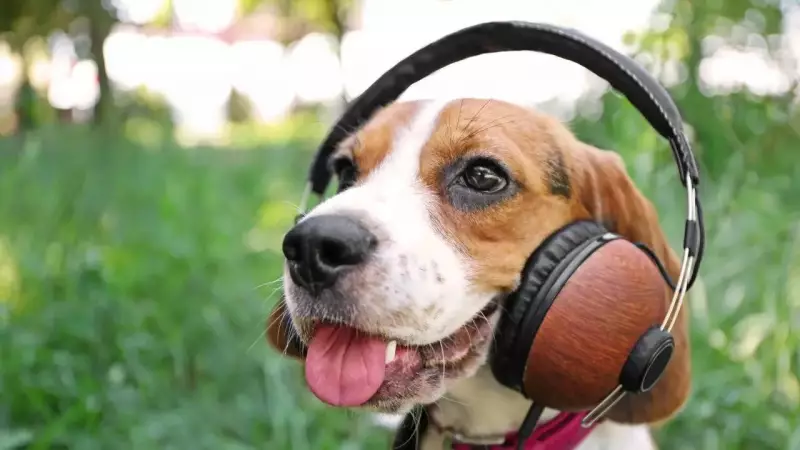 How Music Calms Animals: Science Reveals Benefits for Dogs, Cats, Livestock
