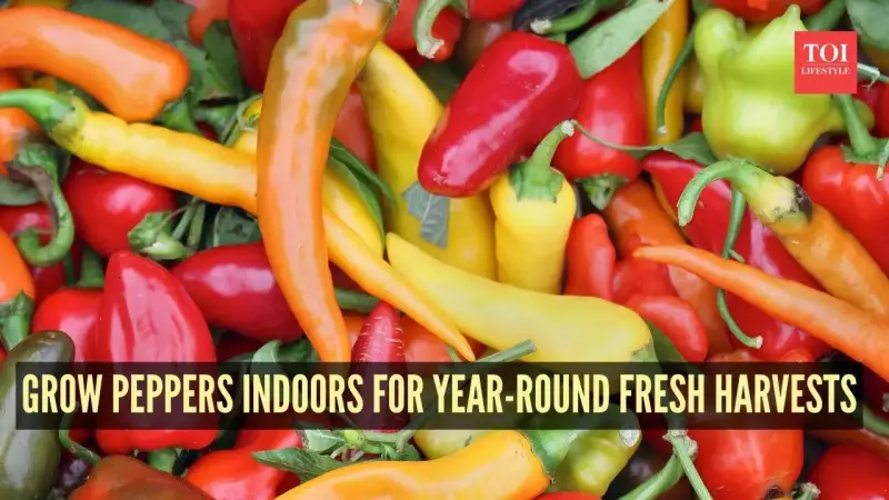 How to Grow Peppers Indoors Year-Round: A Complete Guide for Indian Homes