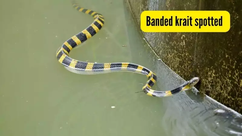 IFS Officer's Viral Video Captures Rare, Deadly Banded Krait in Indian Forest