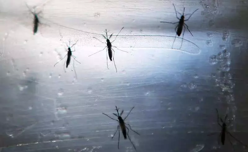 IIT Delhi's Breakthrough: Laundry Detergent That Repels Mosquitoes