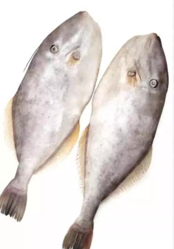 Indian Researchers Pioneer Eco-Friendly Leather from Fish Skin Waste