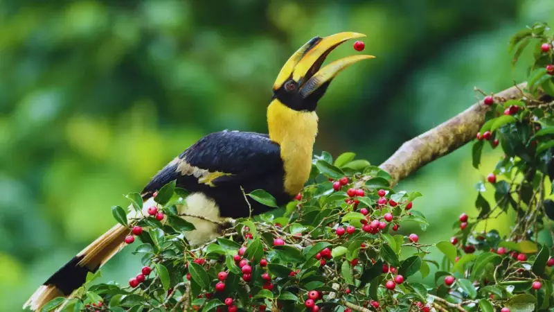India's 9 Hornbill Species: A Guide to the Forest Architects