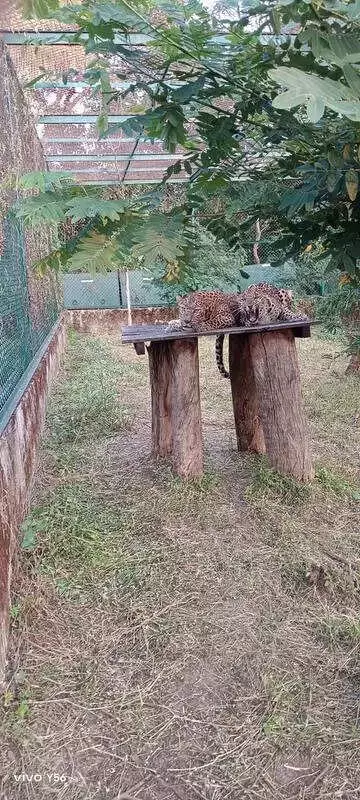 India's First Leopard Sterilisation Begins in Pune: 5 Females Selected