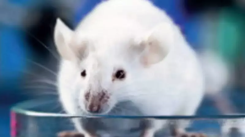 India's Research Crisis: No Domestic Flights for Lab Animals, Hampering Science