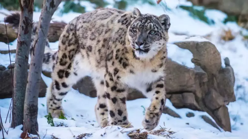 India's Snow Leopard Count Revealed: 718 Big Cats, 400 in Ladakh