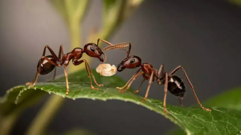 Infected Baby Ants Ask to Be Killed: A Shocking Act of Colony Sacrifice