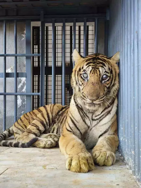 Injured Tiger from Ranni Forest Finds New Home at Puthur Zoo in Thrissur