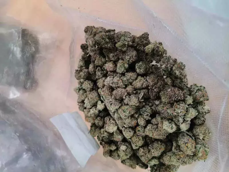 Jaipur: CBN Seizes Rs 1 Crore Hydroponic Weed from Thailand at FPO