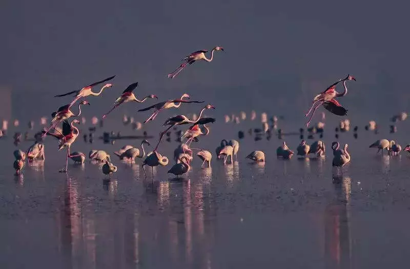 Jaipur's Flamingos Under Threat: Drones Chasing Birds for Viral Videos Prompt Forest Dept Ban