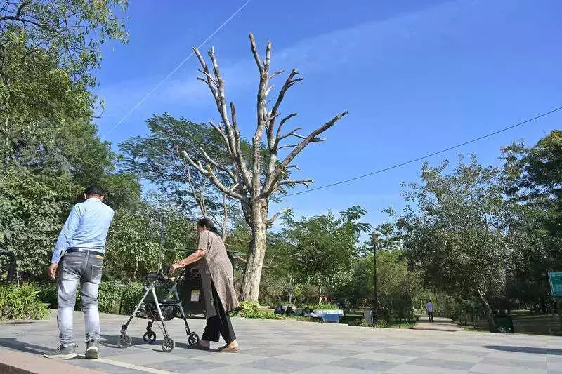 Jaipur's Tree Pruning Drive Sparks Conflict Between Health Concerns and Green Cover
