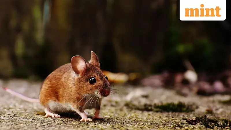 Jharkhand Court Acquits Man as Police Claim Rats Ate 200 Kg Seized Ganja