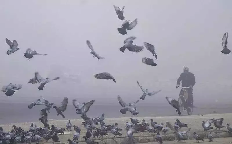 Jind's Air Quality Crisis: AQI Stays Poor 15 Days After Paddy Harvest Ends