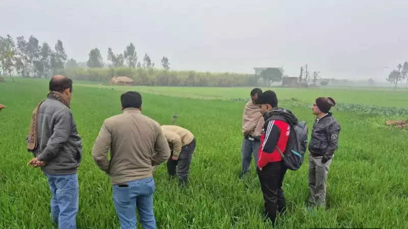 Joint Survey Finds No Yellow Rust in Ambala & Panchkula Wheat Crops
