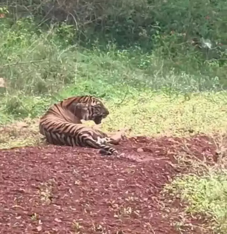 Karnataka Deploys First Canine Squads in Tiger Reserves to Combat Poaching