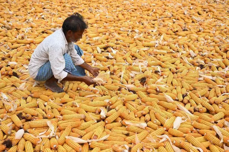 Karnataka Maize MSP Fails as Farmers Skip Dharwad Procurement Centre