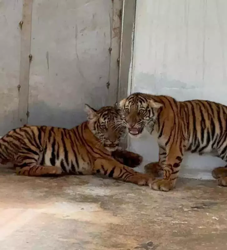 Karnataka Makes History: 22 Tigers Rescued in One Month