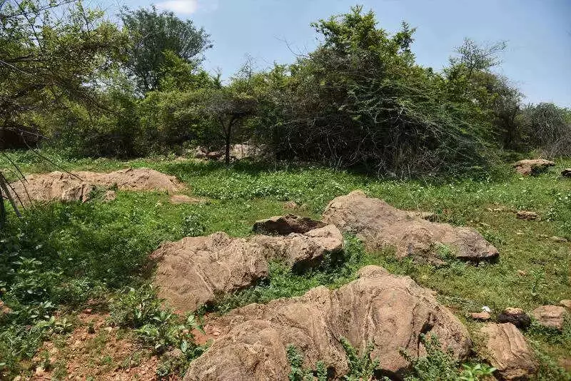 Karnataka to Seek Land Compensation for Every Hectare of Deemed Forest Lost