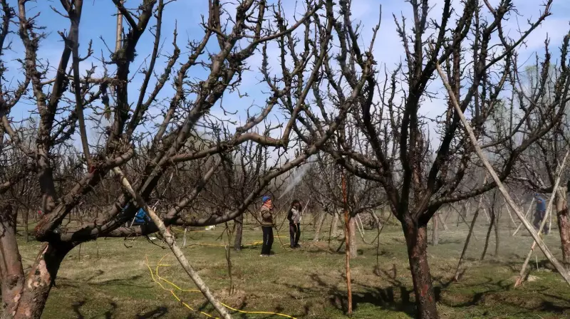 Kashmir Apple Farmers Face Brain Tumor Risk From Pesticides, Study Reveals