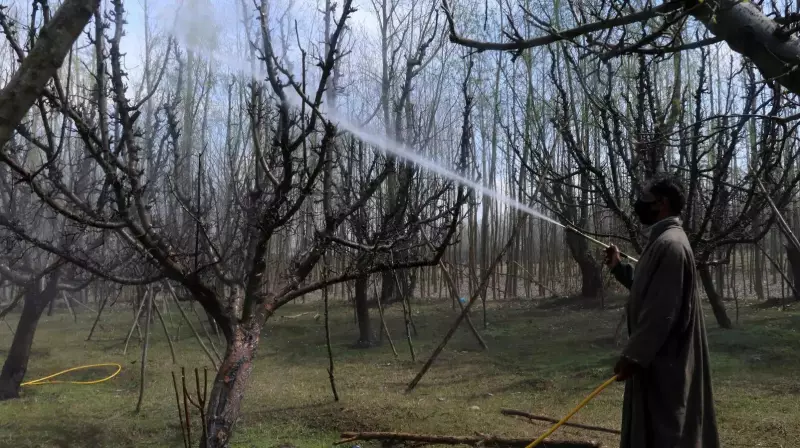 Kashmir Apple Orchards: Pesticide Link to Brain Tumours Under Scrutiny