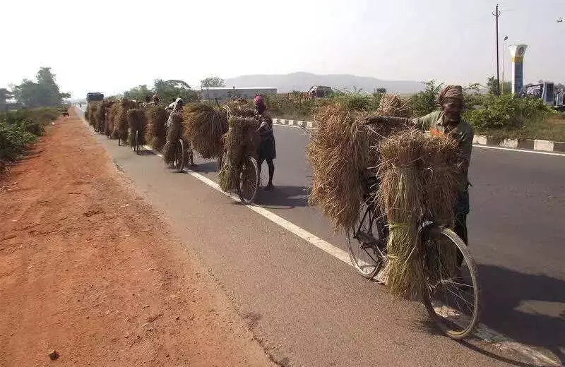 Kendrapada Farmers Sell Paddy Below MSP at Rs 2,400 Amid Procurement Delay
