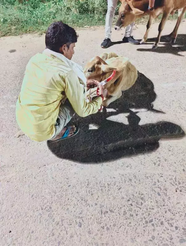 Kendrapada Uses Radium Tapes on 100 Stray Cattle Horns to Curb Highway Accidents