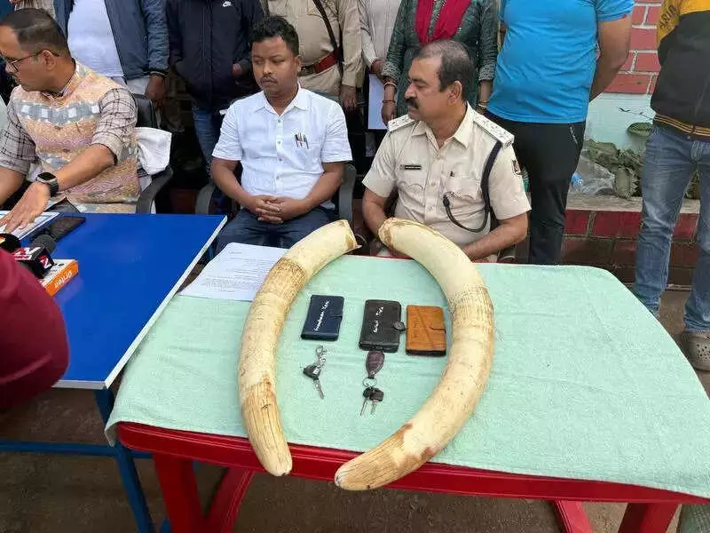Keonjhar Raid: 3 Tusker Smugglers Held, 14.3 Kg Ivory Seized Near Jharkhand
