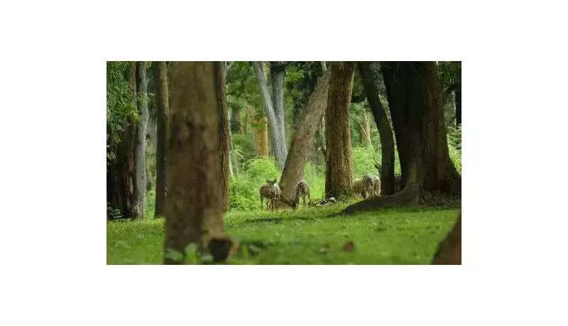 Kerala Environmentalists Urge MPs to Block Wildlife Bill, Call It 'Unconstitutional'