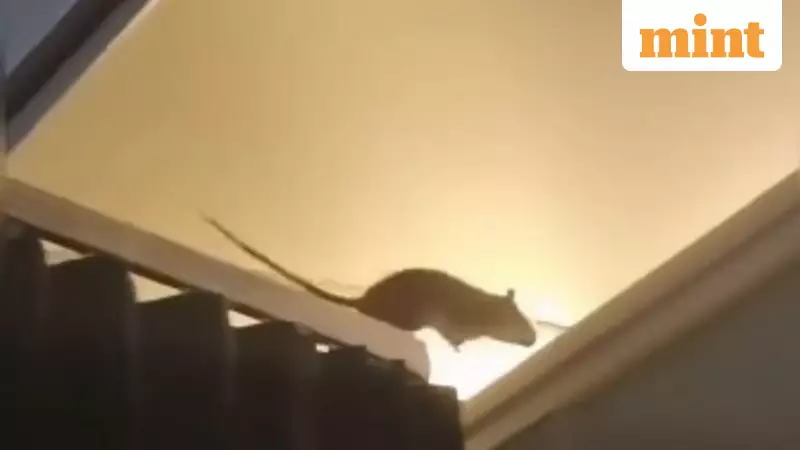 KLM Flight Cancelled After 'Massive' Rat Spotted on Plane, Sparks Health Fears