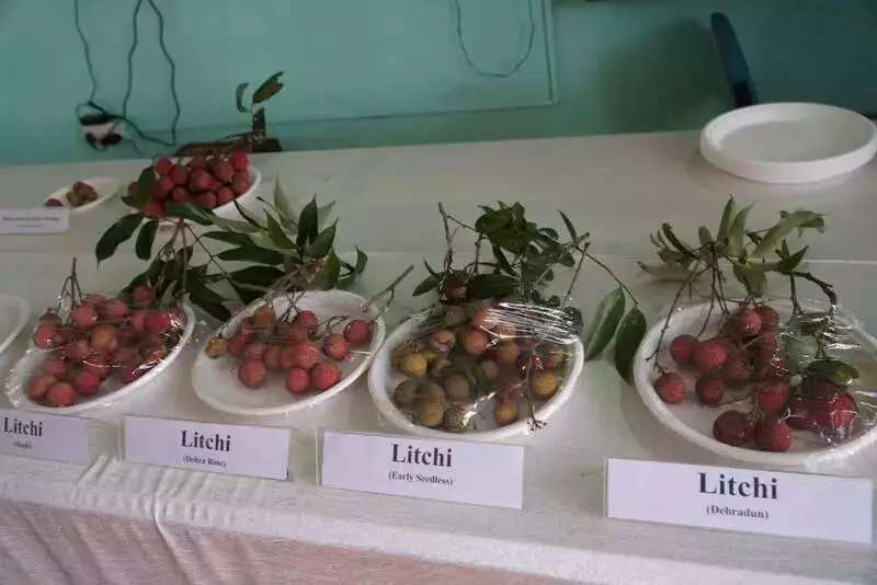 Kodagu's Off-Season Litchi Festival Draws Farmers, Experts Unveil New Research