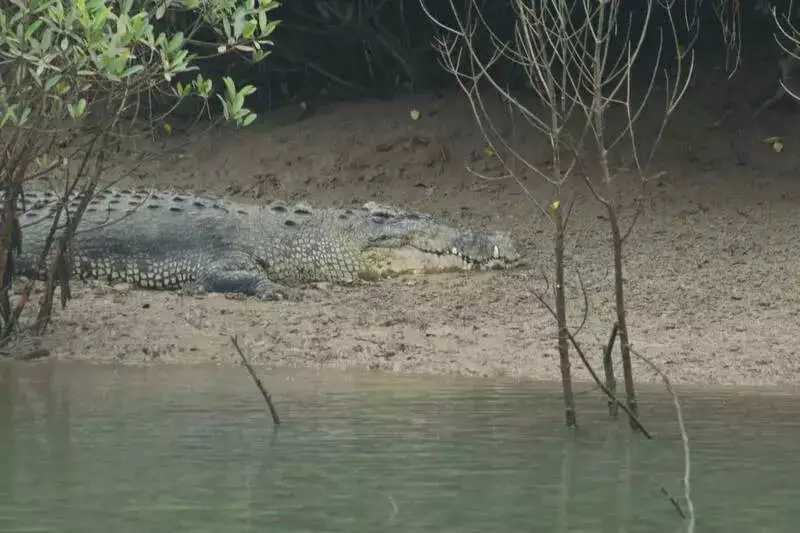 Kolhapur Crocodile Attack: 59-Year-Old Swimmer Killed in Dudhganga River