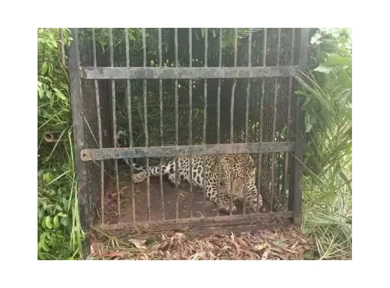 Kolhapur Workshop Tackles Human-Wildlife Conflict: 15-30 Daily Rescue Cases