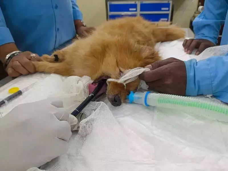 Kolkata: 10-Year-Old Pomeranian Saved After 24-Hour Fish Bone Ordeal
