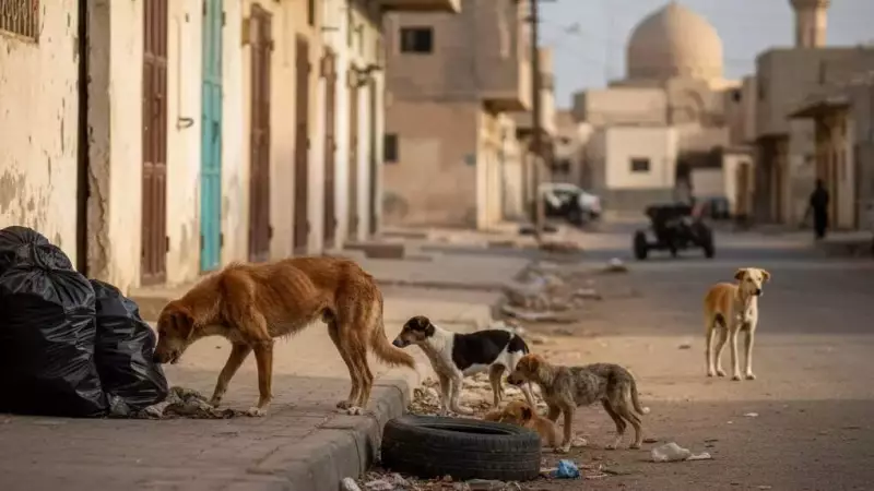 Kuwait Bans Commercial Import of Dogs, Cats to Tackle Stray Animal Crisis