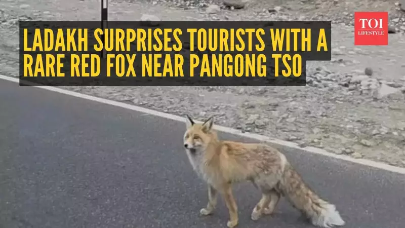 Ladakh's Red Fox Viral Video: A Lesson in Responsible Tourism