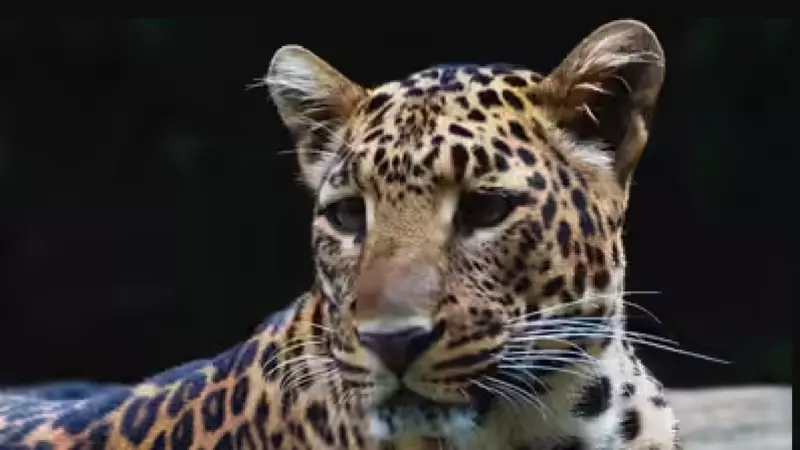 Leopard Attack in Coimbatore: 5-Year-Old Boy Killed at Valparai Tea Estate