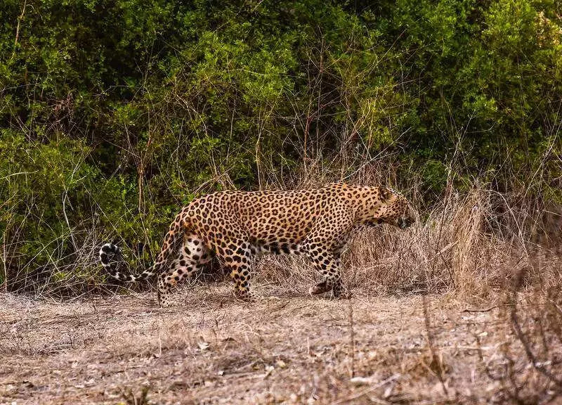 Leopard Attack in Pune's Junnar Kills 8-Year-Old Boy, Fourth Fatality Since October