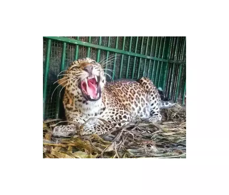 Leopard Attack in Satara: 65-Year-Old Woman Injured in Bhalekarwadi Village