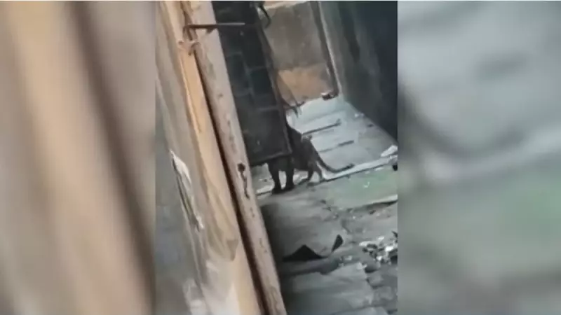 Leopard Captured in Thane After Injuring Several in Bhayandar Complex