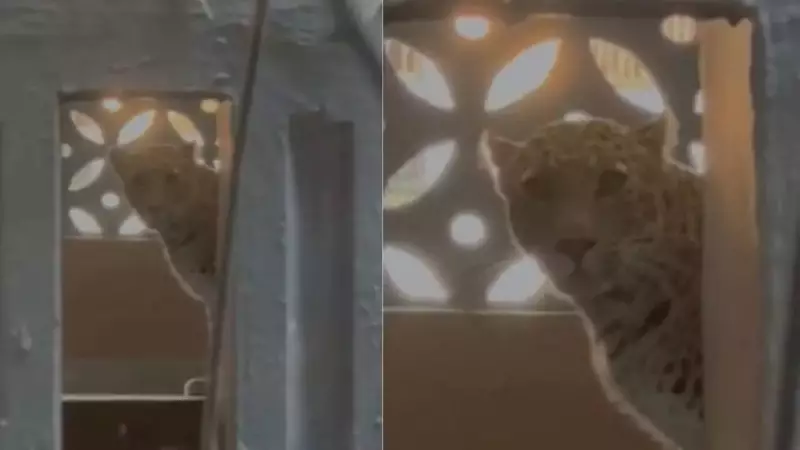 Leopard Enters Bhayandar East Building, 3 Injured in Friday Incident