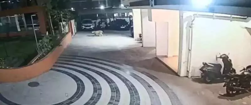 Leopard Roams Pune's Keshavnagar: Forest Dept Confirms Sighting, Issues Alert