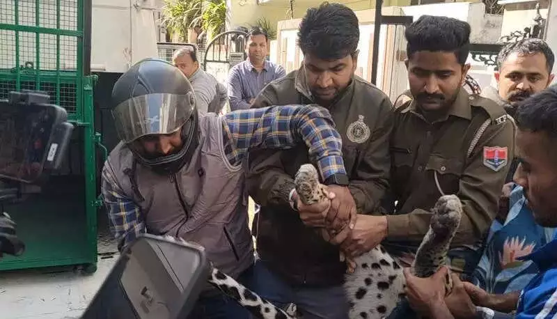 Leopard Roams Udaipur Colony for 8 Hours, Sparks Panic Before Capture