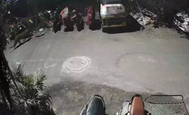 Leopard Spotted Again in Pune's Keshavnagar, Forest Teams on Alert